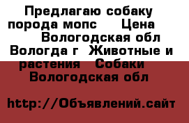 Предлагаю собаку (порода мопс). › Цена ­ 4 500 - Вологодская обл., Вологда г. Животные и растения » Собаки   . Вологодская обл.